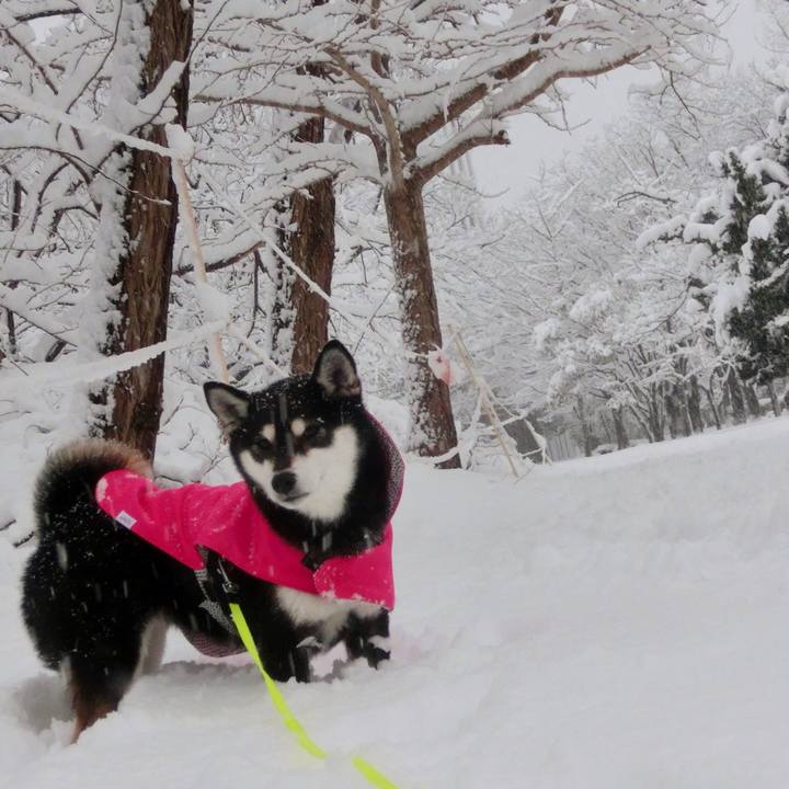 E766f5d2 c8fb 433c abf6 010c335f4b35 1517728151969