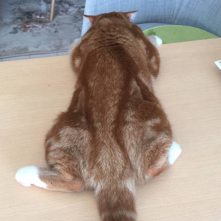 E768f1a9 c8b2 41c6 8f7c 5bc28b76105d 1549760555033