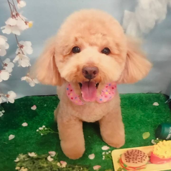 E769c9bd 5fdd 45a2 8bbd 57fdaea520f1 1521986896466