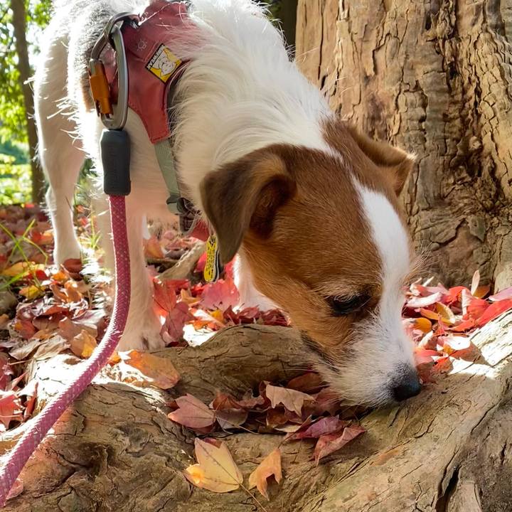 E76a2962 cdd5 43a8 a369 2a2c2e5eece1 1763279896194