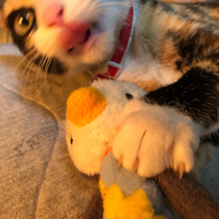 E76aeecd cf31 494f a565 3987134fa3ae 1548574164303