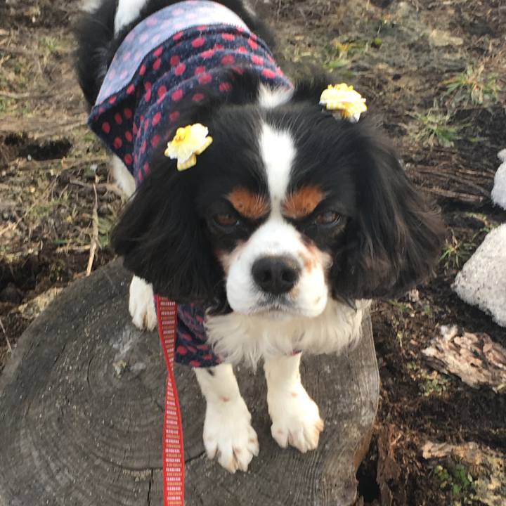 E76b9de0 f8fa 41ad a2d9 962cf9f47bd5 1522053478785