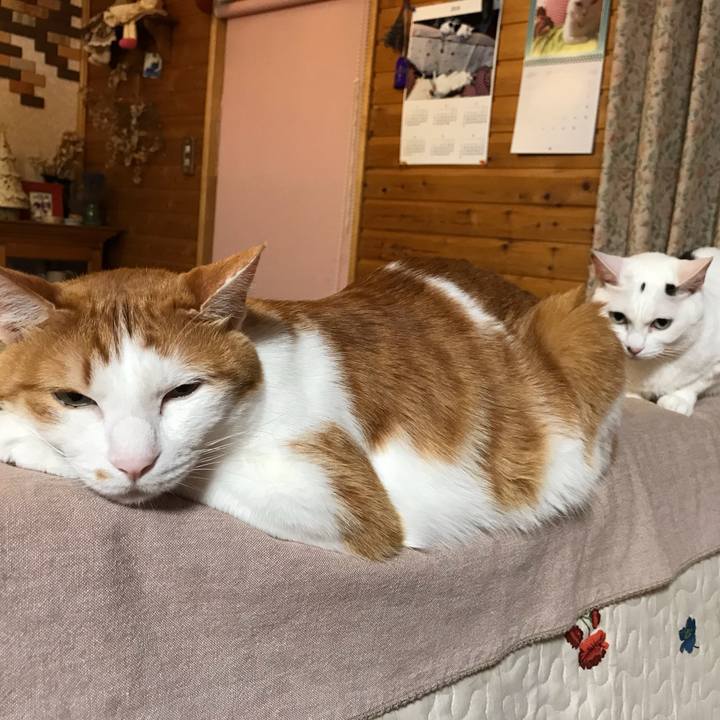 E76c37a8 a4e5 41fa b2dd 8f178c01e647 1559043826924