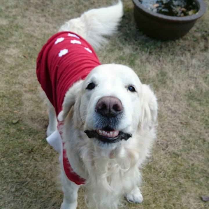 E76c7e19 17c5 4cd7 b99f 62c68834681a 1513476849994