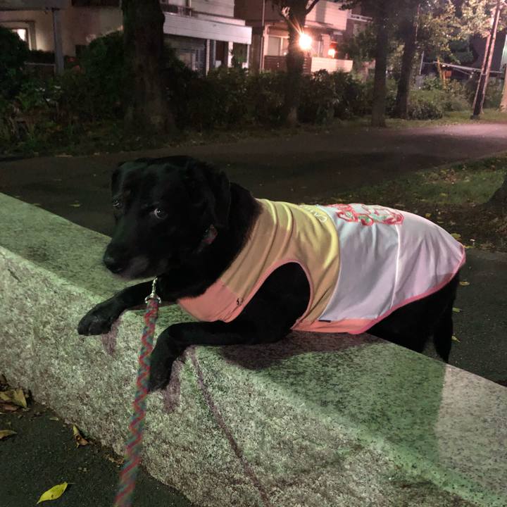 E76ca10e e022 4e1f 8c03 8038f0b54046 1570361786760