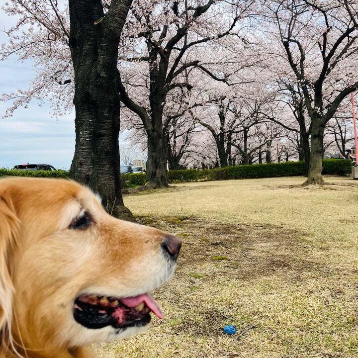 E76d318b 528d 4b1e b38f cee9d37aae1f 1775374665382