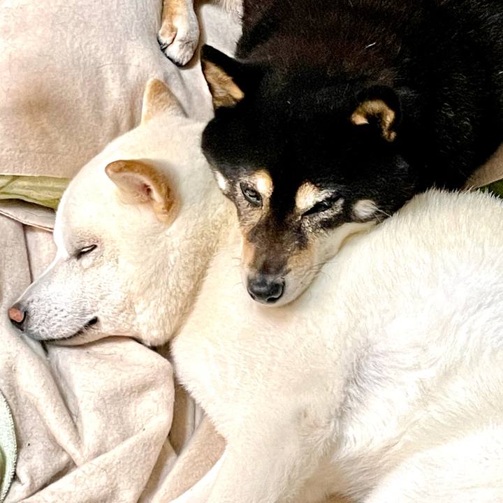 E7743af9 cfd0 4e3d a173 fda685a7ae65 1685798582950