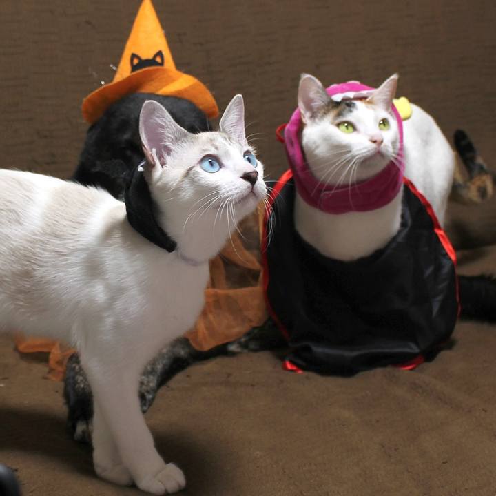 E774caba 6abb 4f0f 8dbd 465340d688ba 1605487459662