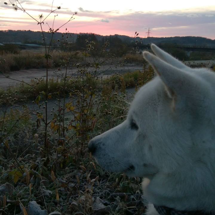 E775f486 efbb 4be1 92d5 9c109340f5ef 1511194183243