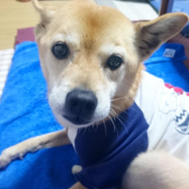 E7784f4b acbc 42cc b620 80cf650a5b15 1597316857943