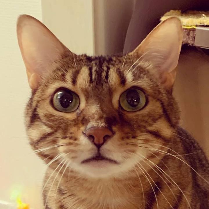 E77ed113 1677 47ad a6b1 04d7fcfbe20f 1574995785024