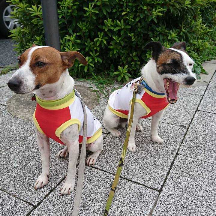 E77f745d 8ee6 4a12 99b2 da2e2d9d09ac 1562798517681