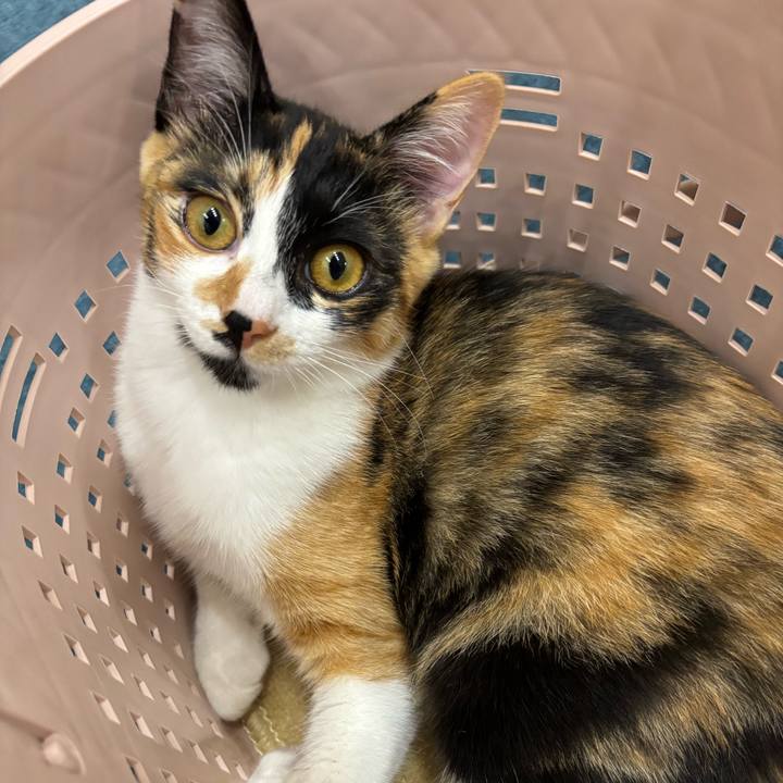 E783bcd1 6687 4566 ab6d c47731a8f629 1761543614800