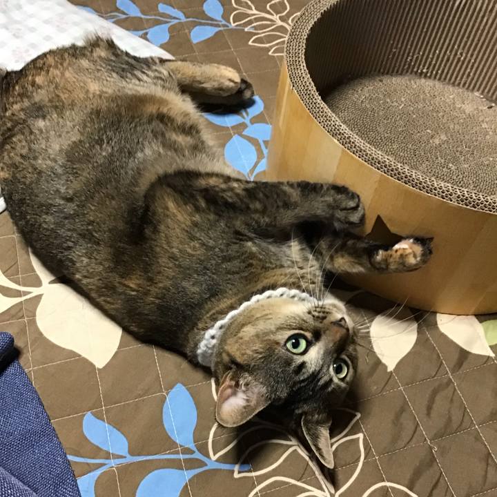 E7871844 7252 4096 8341 310a6e0f81fb 1741426116463