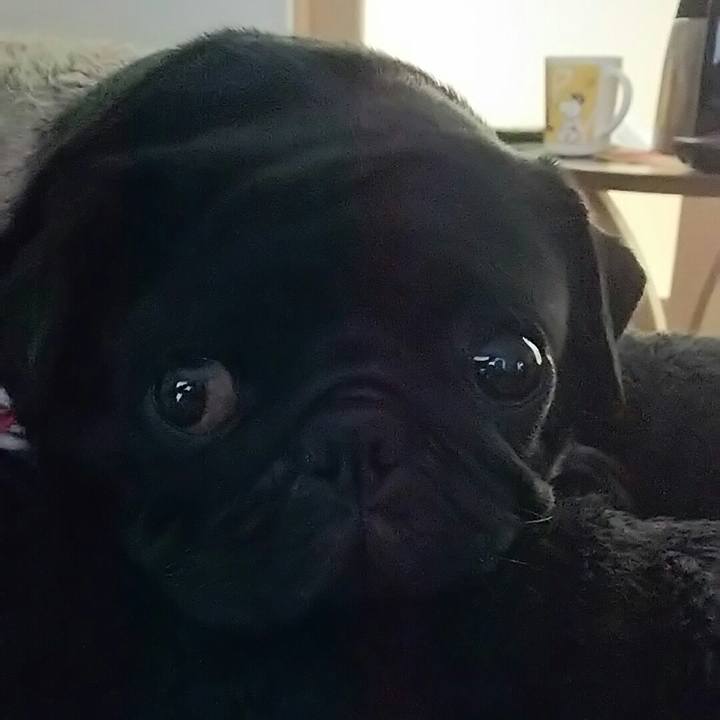 E78af7d2 852f 4b0a a56f 2a94b41b7110 1546321745786