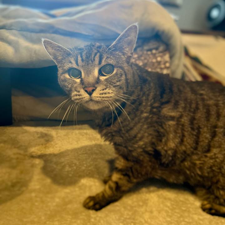 E78bdced dea6 4c52 894f 1c4f66bb467a 1763383861985