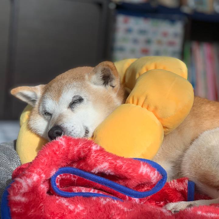 E78d997c 6743 454a ad5a 115d822b7571 1576124825690