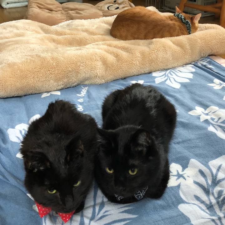 E78f57cb fd1a 4d20 b015 08599b09087a 1557437287442