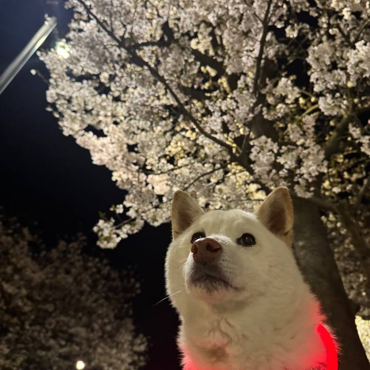 E78fc74b ce7f 410b bf50 f981e55e3392 1775134694974