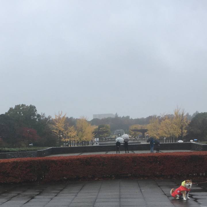 E7916d2d d110 40d0 86e3 53468a24c43a 1574491798195