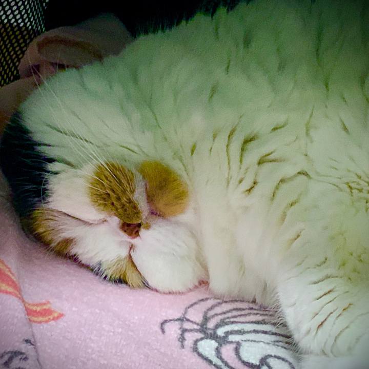 E795ad65 f025 400f a544 130ad7233106 1575611901245