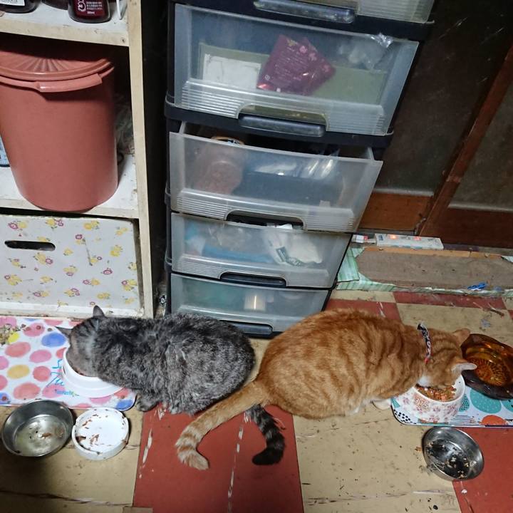 E79b5b1b 7ccf 47a4 b9a8 34a87c014bed 1573243372677