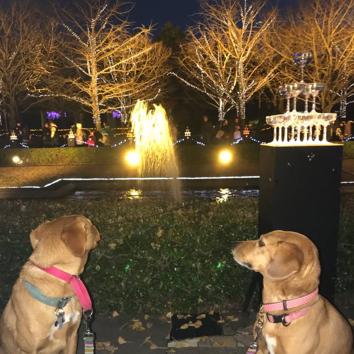 E7a0c463 ba27 43b7 8e31 67fb22e52743 1512208054901