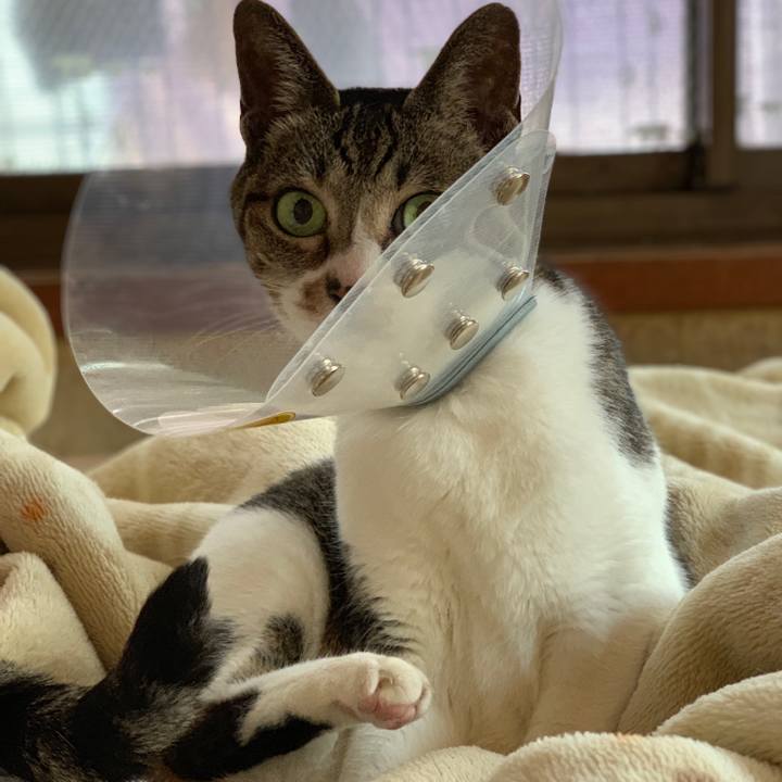 E7a23fba 4a78 448e 9b60 f4214a6cbdab 1554080426994