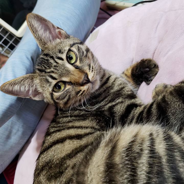 E7a67ef2 9a7c 4be2 83e3 9bd8c921b95f 1541830695735