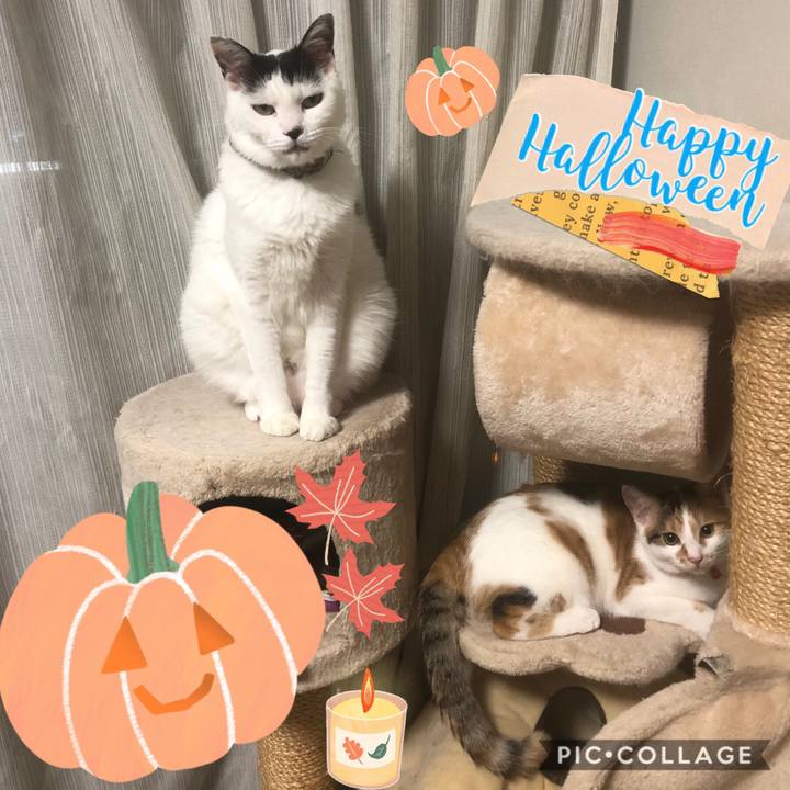 E7a81ece 0aeb 4766 b9b1 7d3f7cbac044 1572492687025