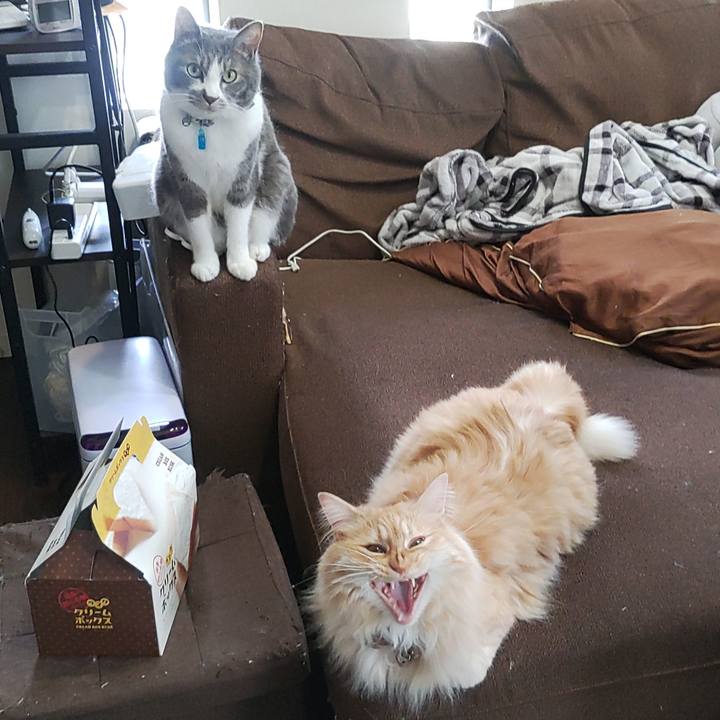 E7abbeed ec34 4c0a 8b6c 2c9c2afb648e 1686631674419