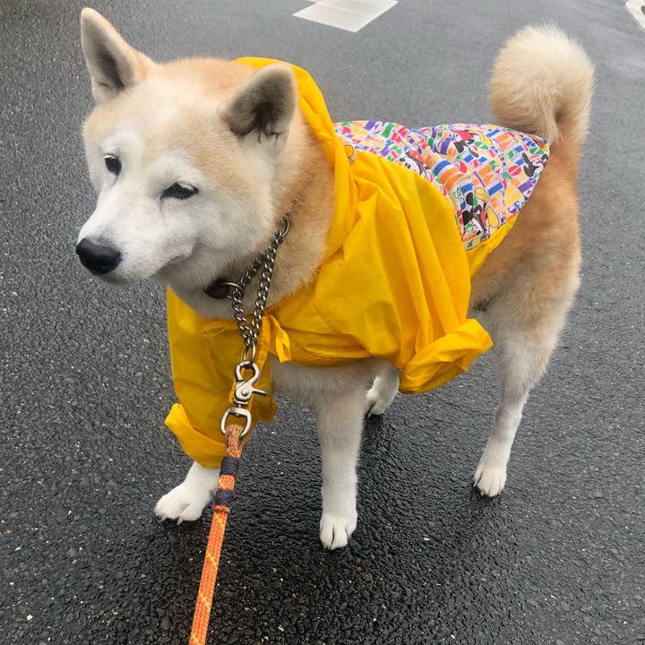 E7ac90c9 57c0 4101 8b0a 6ef2c2284d73 1602140715918