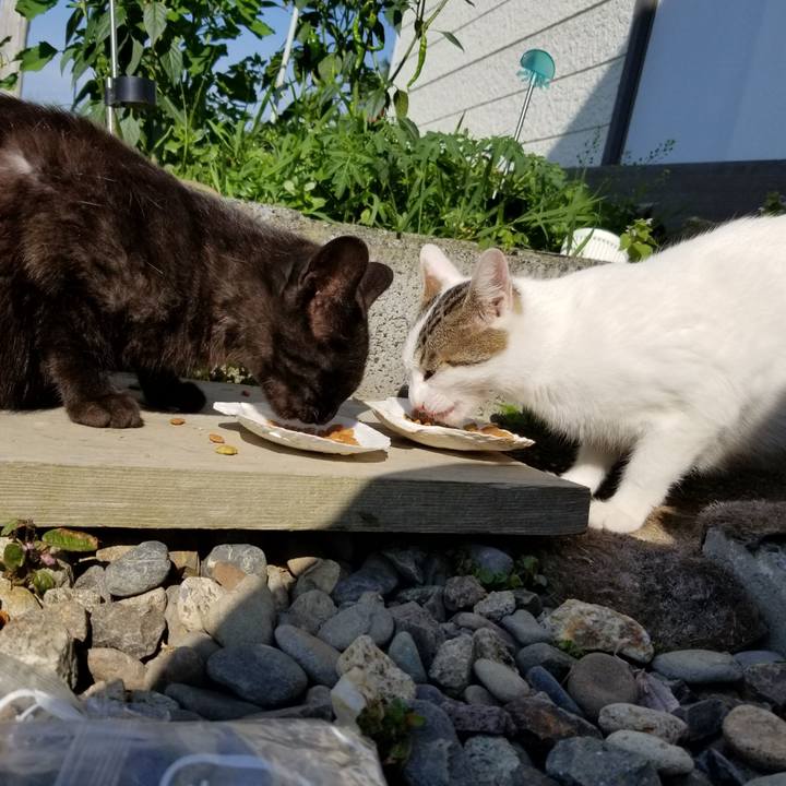 E7ad57c4 3cd5 4f8c 9e82 c5fa76c93662 1595488949620