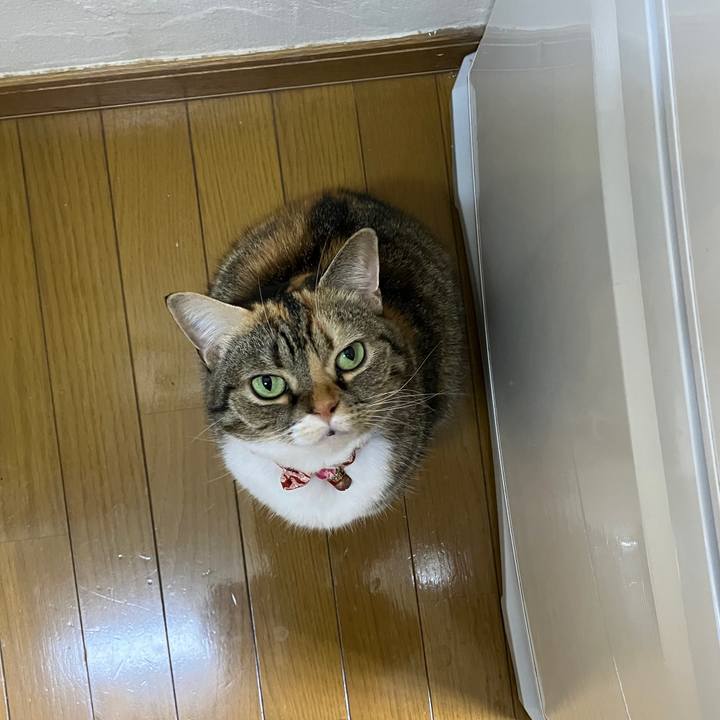 E7b39005 c789 46d1 8a4f 80941cf8fa15 1761957064819