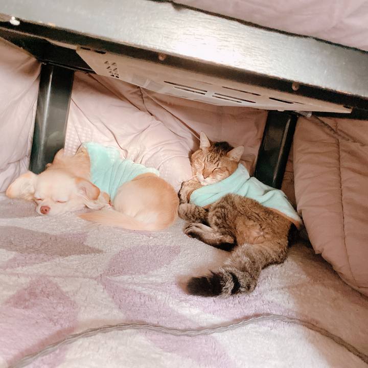 E7b4ef25 2ff3 49d3 aac4 4cec1446dc44 1640933591405