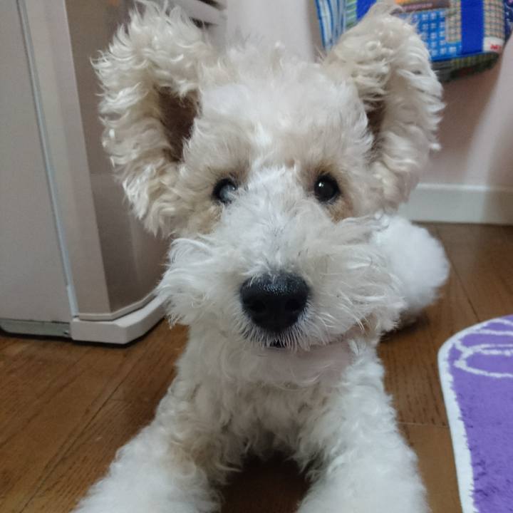 E7b55503 1175 4017 972c a9931f2da949 1522402682462