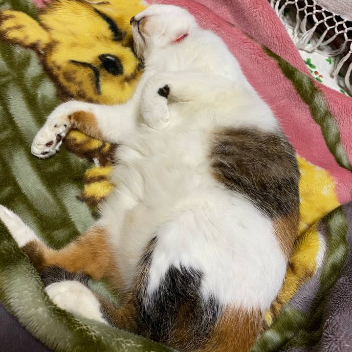 E7b6539b 5d0b 413c a1a3 362e9b22591d 1604482114490