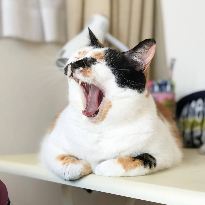 E7b8bb19 4dfa 4150 b417 a88c3a6cfdb6 1520999852420