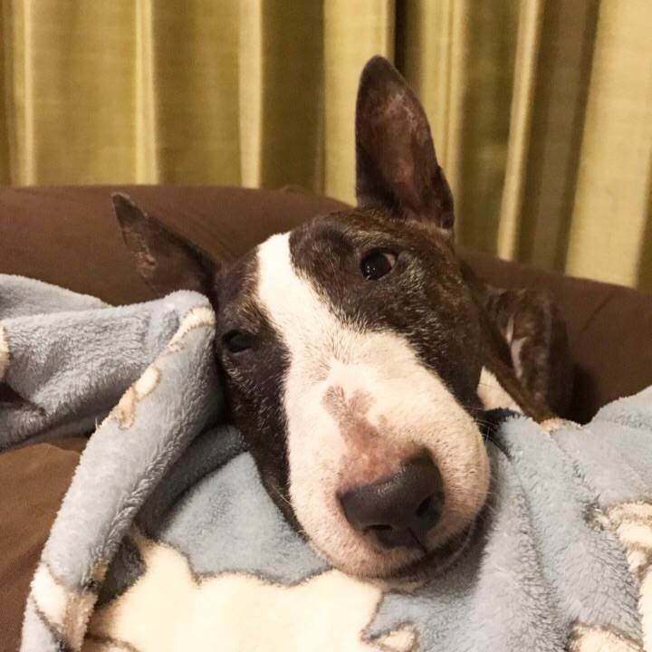 E7bd4f75 8afd 4f87 8d2a dce57edc5801 1509184074555