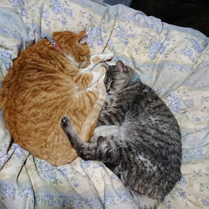 E7be16aa 7229 4691 a4db f741a729ad30 1576330673264