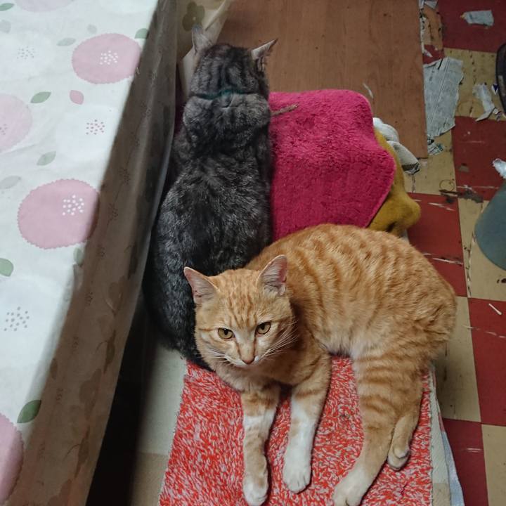 E7be5240 6225 4383 bc5b 9e1e84f7bbad 1556833580645