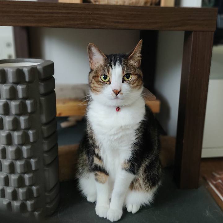 E7c0089a ccff 435d baaf 22bbc38e2ada 1627375287716