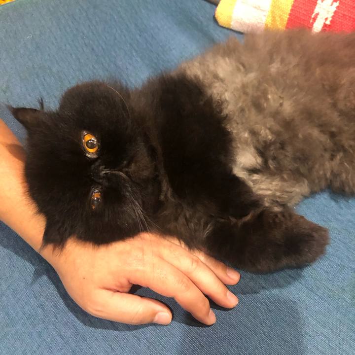 E7c1a613 66f4 4bf8 bf6d 8ac94fab15e2 1730720910631