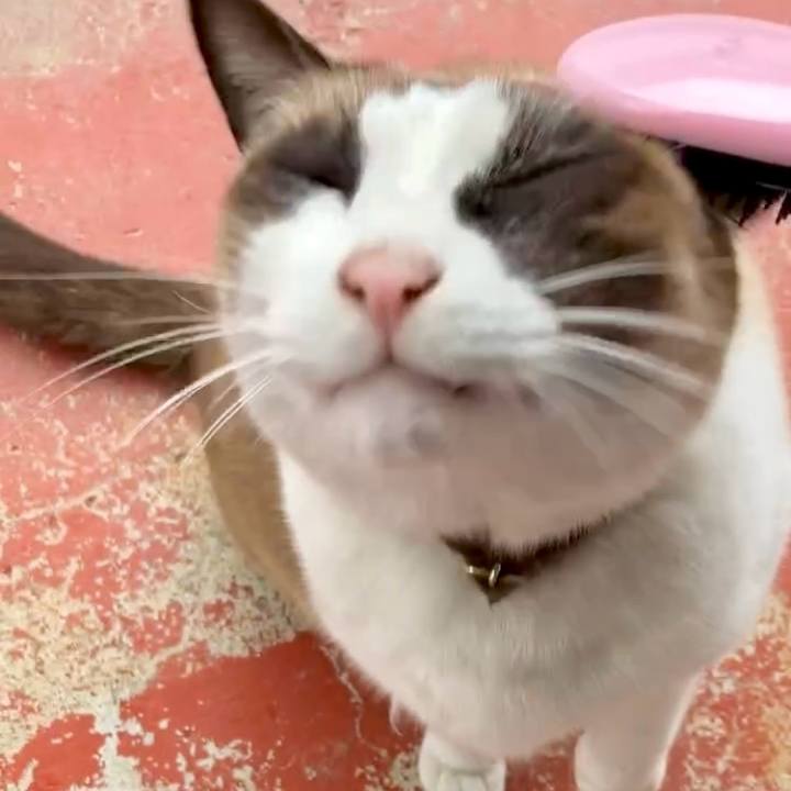 E7c2a344 95eb 47af 8cf4 da87c4bb09de 1738461707647