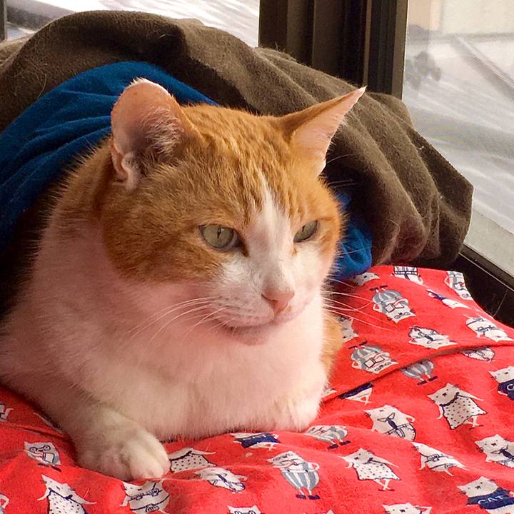 E7c2dcbf c255 470a a894 cf138cd99b26 1589267667208