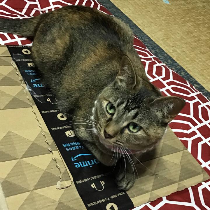 E7c3fef9 dcd3 4ce9 807b 42e8fe33d26b 1625119365317