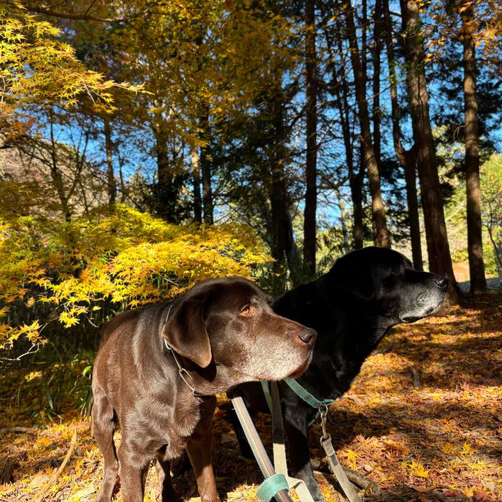 E7c44a75 27ed 42dc b416 021b68f00780 1765196170128