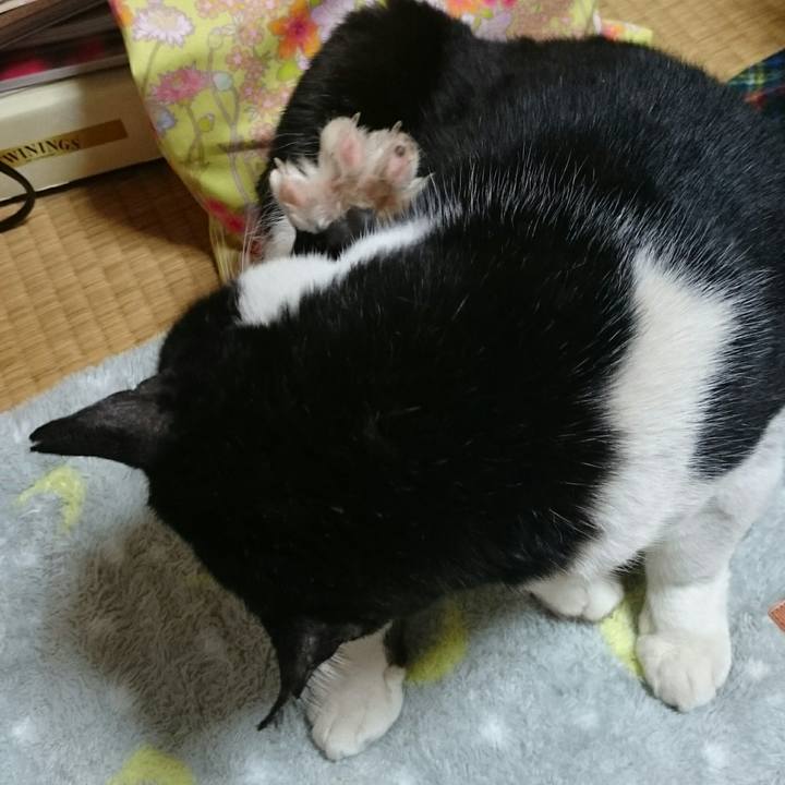 E7c80a5c 7e0b 421b 8d81 a120a7fea21e 1516701238688