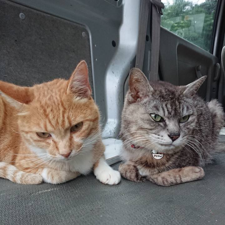 E7d00256 a206 4640 a14f 7d776dbb4d21 1595581533640