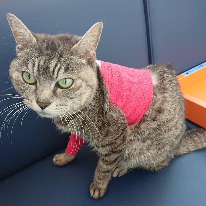 E7d04faa 22b2 4efd 8530 275de02b4938 1586589660760